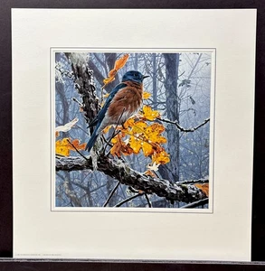 Rod Frederick limitierte Auflage signierter Satz Drucke "Feuer und Eis" Cardinal Bluebird - Bild 1 von 2