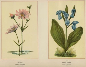 Sea Pink & Showy Orchid: Authentic 1894 Wildflower Chromolithograph Botanicals - Bild 1 von 2