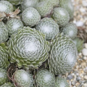 Sempervivum arachnoideum plant plugs houseleek succulent garden hardy, pack of 3 - Picture 1 of 1