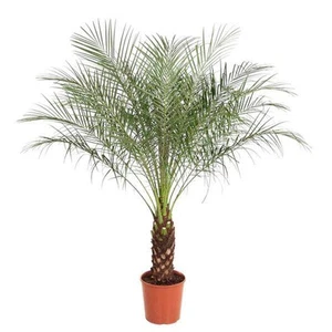 Zwerg-Dattelpalme - Phoenix Roebelenii - 190 cm - ø40cm - Bild 1 von 4