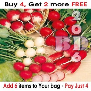 100 RADISHES Seeds MIXED COLOURED Round Long_Garden Vegetable_Delicious FOOD