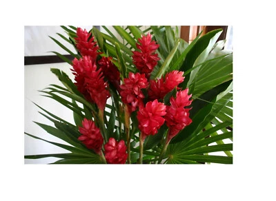 HAWAIIAN TROPICAL RED GINGER PLANT ROOT/BULB From Hawaii 3 Pk Rhizomes 1"- 4" - Image 1 of 4