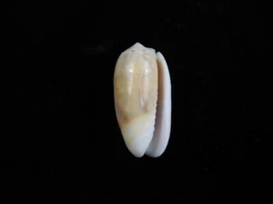Sea Shell Oliva Carneola 25,8 mm ID#8501 - Imagen 1 de 2