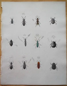 Beetles Insects 1854 Hand-color Litho Real Antique Book Plate #31 Emmons & Pease - Picture 1 of 10