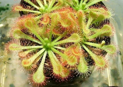 Drosera Tokaiensis 50+ semillas frescas (2025) Foto 1 de 2