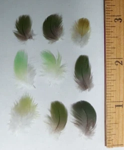 ***50 + 3 free Green Amazon Conure Parrot Feathers under 1 inch small molted - Picture 1 of 1