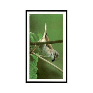 Carta Baseball Whitethroat 1988 Grandee Britain's Wayside Wildlife #10 EX - Foto 1 di 3