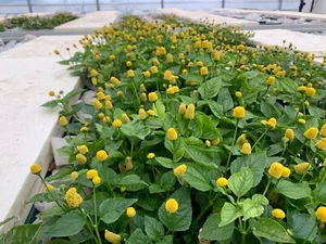 Fiore elettrico Acmella Oleracea Fiore di Sechuan, Jambu coltivati in Italia. - Foto 1 di 8