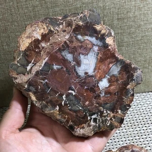 GLORIOUS COLOR Madagascar Petrified Wood Round 480g d63 - Picture 1 of 13