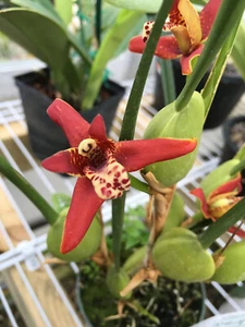Maxillaria tenuifolia. The Coconut Orchid. Blooming Size Orchid Species - Picture 1 of 4