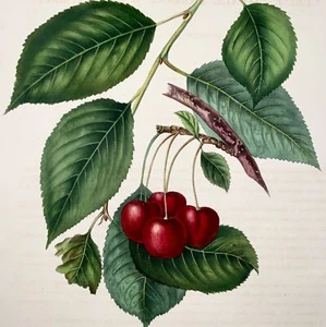 1853 A. Bivot; Arboriculture Pomology, Cherries, Fruit, 35cm fine hand colour - Picture 1 of 2