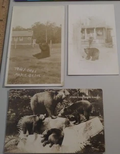 Teddy Bear Real Photo Postcard Post Card Maple Grove - Picture 1 of 6