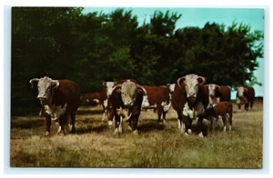 Saludos desde South Colton NY St. Lawrence County Hereford Cows C4 - Imagen 1 de 2