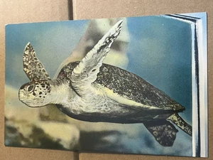 VINTAGE UNUSED POSTCARD - SEA TURTLE - MARINELAND OF THE PACIFIC, CALIFORNIA - Picture 1 of 2
