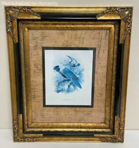 "Rosenberg's Lory" Blue Tint Print by George Mivart- Beautiful Ornate Gold Frame