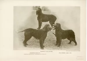 IRISH WATER SPANIEL NAMED DOGS ORIGINAL ANTIQUE DOG PRINT PAGE FROM 1906 - Picture 1 of 1