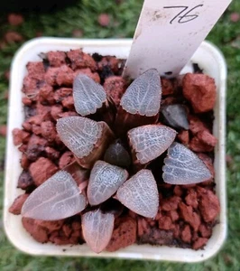Haworthia Correcta Variegated " Hetian Jade " #76 Rare Succulent - Bild 1 von 5