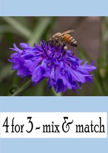 Cornflower Seeds, Blue Double Ball, Centaurea cyanus -200 to 2000, EASY to grow - Picture 1 of 9