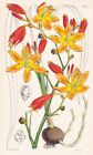 Tritonia Aurea South Africa Blume Botanik flower botany lithograph Curtis 4335