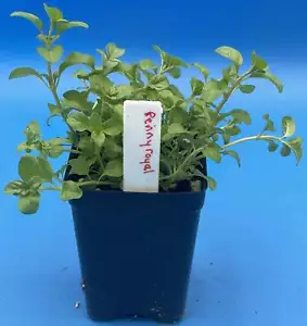 Pennyroyal Starter Plant Mentha Pulegium In 3" Pots Aroma of Mint and Anise! - Picture 1 of 5