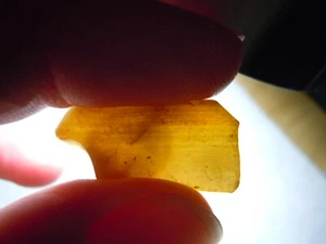 Translucent Amber Gem Tree Plant Quartz Fossil Rare Stone Kansas 16 Carats - Picture 1 of 12