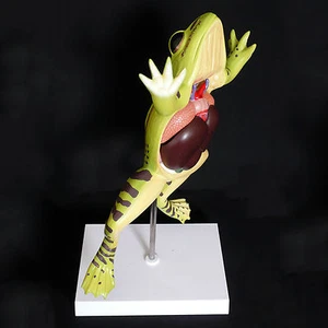 Anatomical Frog Dissection Model - Zoological Medical Anatomy - Imagen 1 de 6