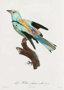 Barraband and Levaillant: "Abyssinian Roller" (1806) � Giclee Fine Art Print - Picture 1 of 7