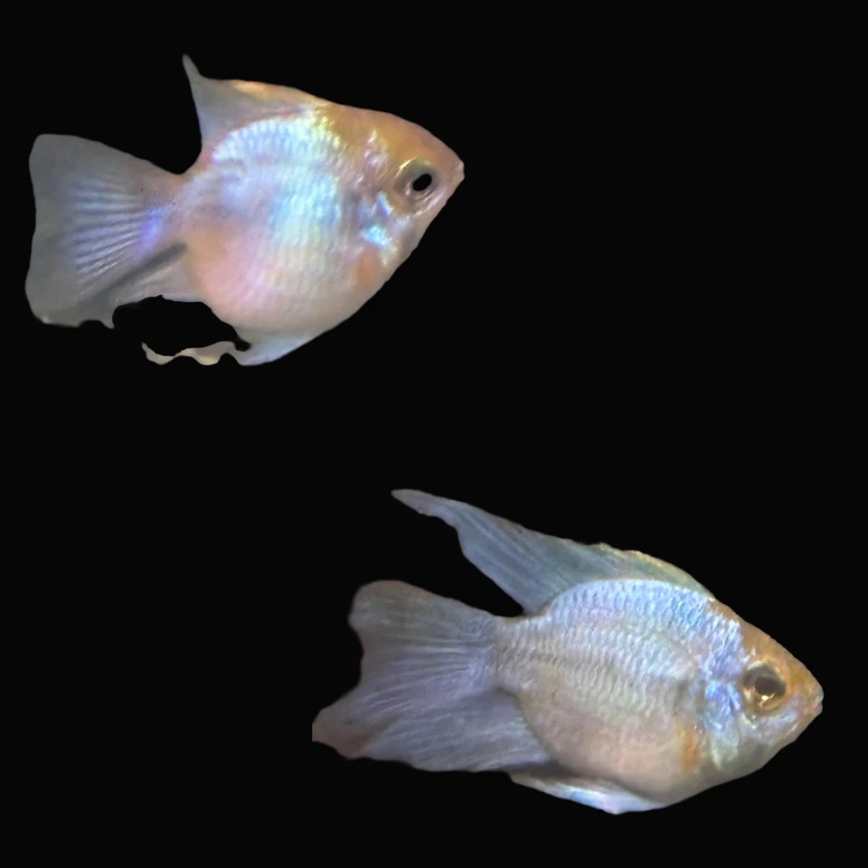 1 TRIO - Electric Blue Balloon Ram - RARE FISH -Hobbyist Breed and Tank Raised - Image 1 of 1