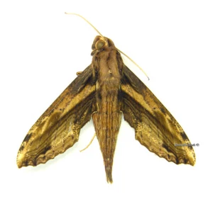Unmounted Butterfly/Sphingidae - Xylophanes guianensis, male, Bolivia - Imagen 1 de 1