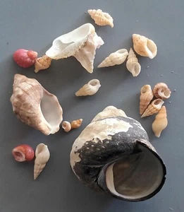 18 pcs assorted seashells JEFFREYS BAY, SOUTH AFRICA 4-31 mm - Picture 1 of 4