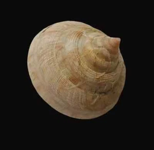 Conchiglia Shell PLEUROTOMARIA HIRASEI W/O Cina 77,2 mm - Picture 1 of 4