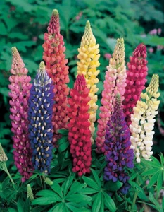 Flower Russel Lupine Seeds Perennial Lupinus Polyphyllus Russel Lupin Mix Flower - Picture 1 of 1
