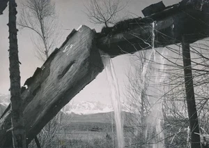 TÜRKEI ca. 1950 - Wassermühle im Stier - P 924 - Bild 1 von 1