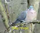 Photo 6x4 Woodpigeon (Columba palumbus) Hyde/SJ9494 In the trees at Swai c2022