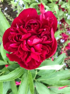 Pfingstrose Paeonia Pflanze Staude Fb. Rot wurzelnackte 1 Rhizome frühblühend - Bild 1 von 3