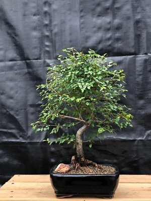 Bonsai de olmo chino vivo medio elegante interior de hoja perenne Ulmus Parvifolia 9" Foto 1 de 3