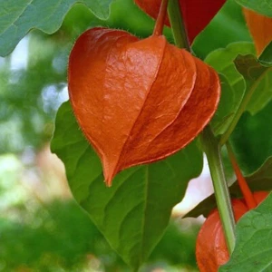 Chinese Lantern - Picture 1 of 1