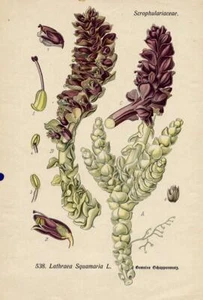 GERMAN BOTANICAL; THOME: c1880, 538 Lathraea; color antique print - Picture 1 of 1