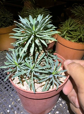 7-10cm Euphorbia Bupleurifolia Cactus Succulent Cactus Plant Beautiful - Image 1 of 3