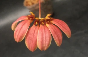 BULBOPHYLLUM MASTERSIANUM X LEPIDUM  HYBRID BLOOMING SIZE ORCHID PLANT #7 - Picture 1 of 4