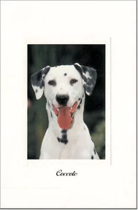 CARTOLINA GATTI E CANI TENERI AMICI POSTCARD DOG & CAT CANE DALMATA - Imagen 1 de 1