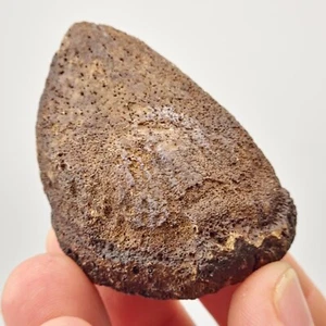 Giant Tortoise (Hesperotestudo) Spur Fossil - Florida - Pleistocene Ice Age - Picture 1 of 6