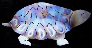 TURTLE TORTOISE Metal Wall Accent Art Decor - Picture 1 of 1
