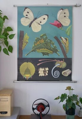 VINTAGE | SCHULWANDKARTE KOHLWEIßLING PIERIS JUNG KOCH QUENTELL | SCHOOL CHART - Bild 1 von 4