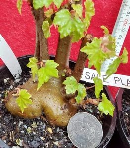 Begonia Dregei - Easy to grow - Maple leaf Begonia - Picture 1 of 6