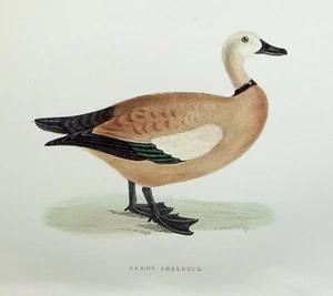 RUDDY SHELDUCK, original antiker ornithologischer, Vogeldruck, MORRIS, 1897 - Bild 1 von 2
