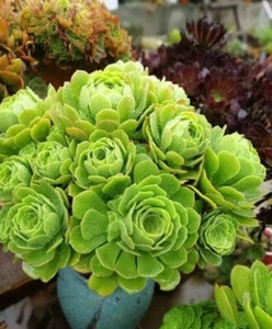 aeonium 🏵️one head Cutting Only, about 7cm diameter - Picture 1 of 2