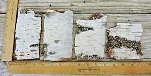 4 White Silver Birch Tree Bark Pieces Natural Crafts Decor 2 1/2~3 1/2"W 4~6"L - Picture 1 of 6