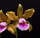 Orchid Species Cattleya Tenuis Fragrant Near Bloom Size