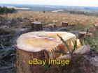 Photo 6x4 Freshly harvested trees Bewcastle Fells I counted 30 rings on t c2008